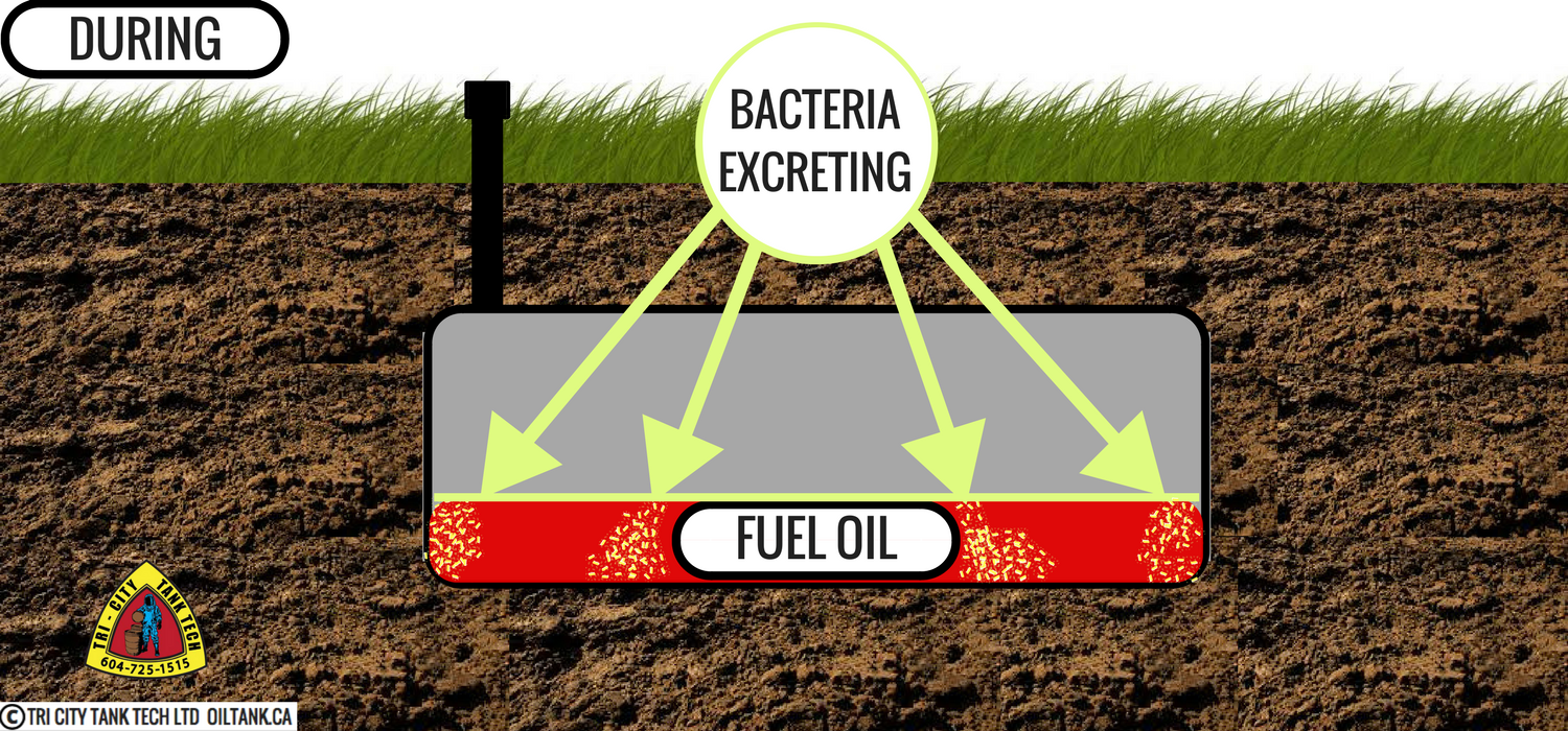 oil-tank-removal-leaking-bacteria-image